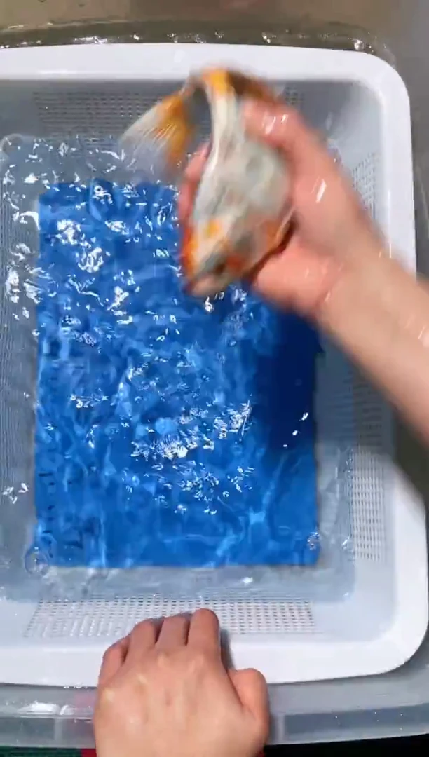 锦鲤锦鲤蝴蝶鲤鱼拍开箱视频包售后微瑕