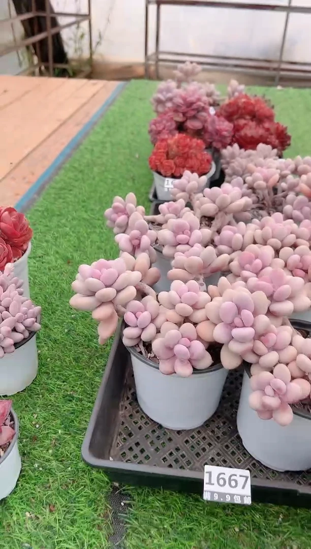 【闪购商品】信福多肉桃蛋量拍