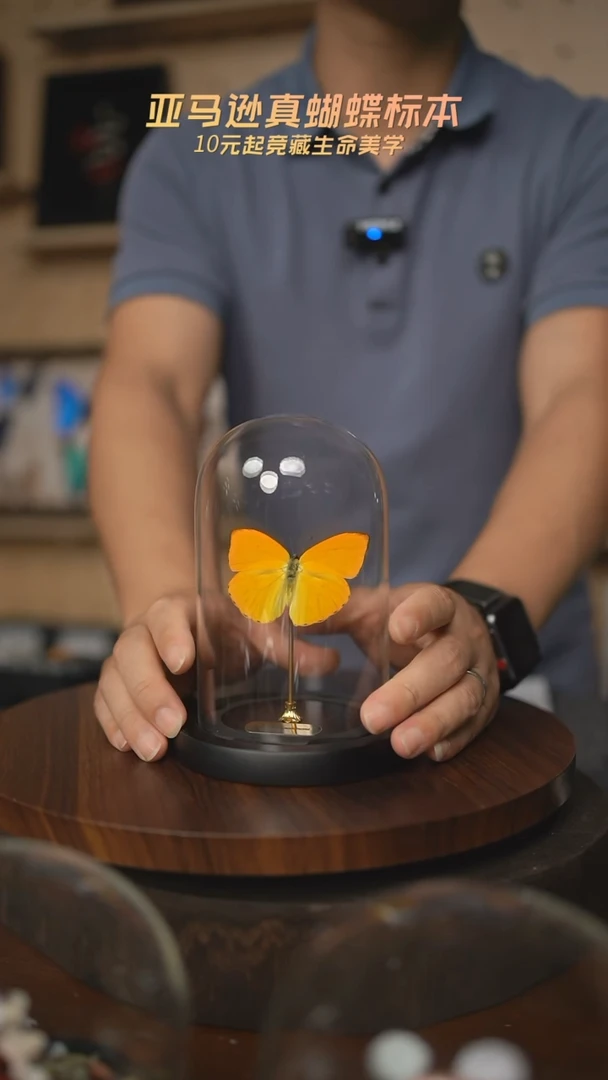 杏菲粉蝶小号玻璃罩