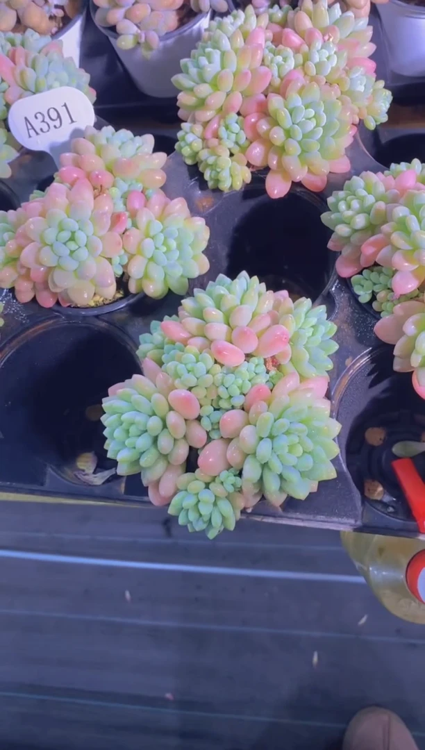 A391-鱼子酱手捧花大群带盆土（量拍）