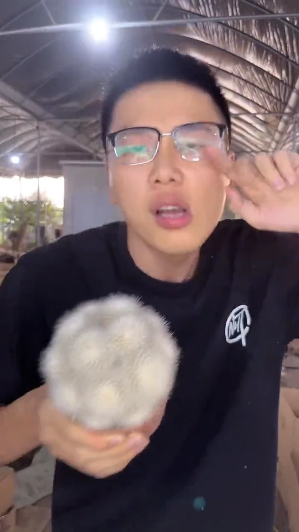 白小丁 群生【带根】