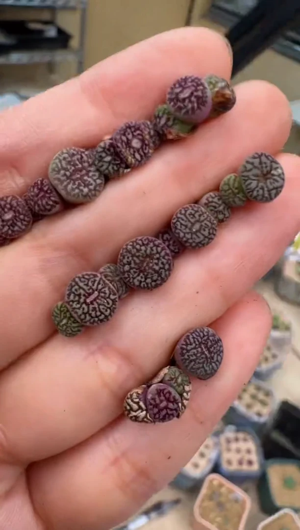 5-65多肉植物3170×超墨一颗