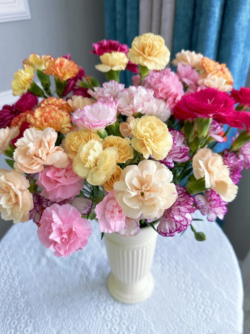 【康乃馨】盆栽带花苞茉莉鲜花室内花卉植物客厅绿植四季好养耐寒