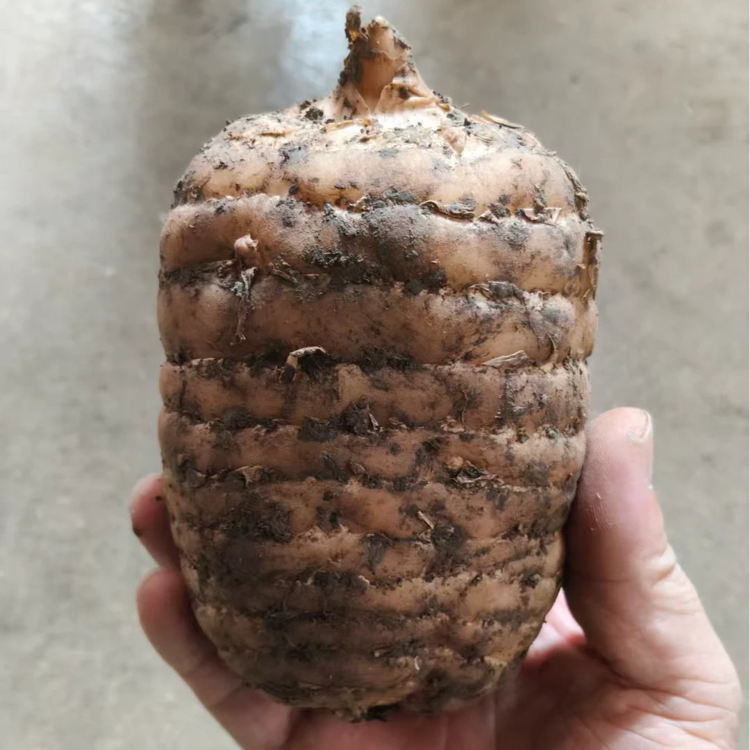 正宗云南昭通彝良小草坝防野生种植老品种天麻云南新鲜天麻乌天麻