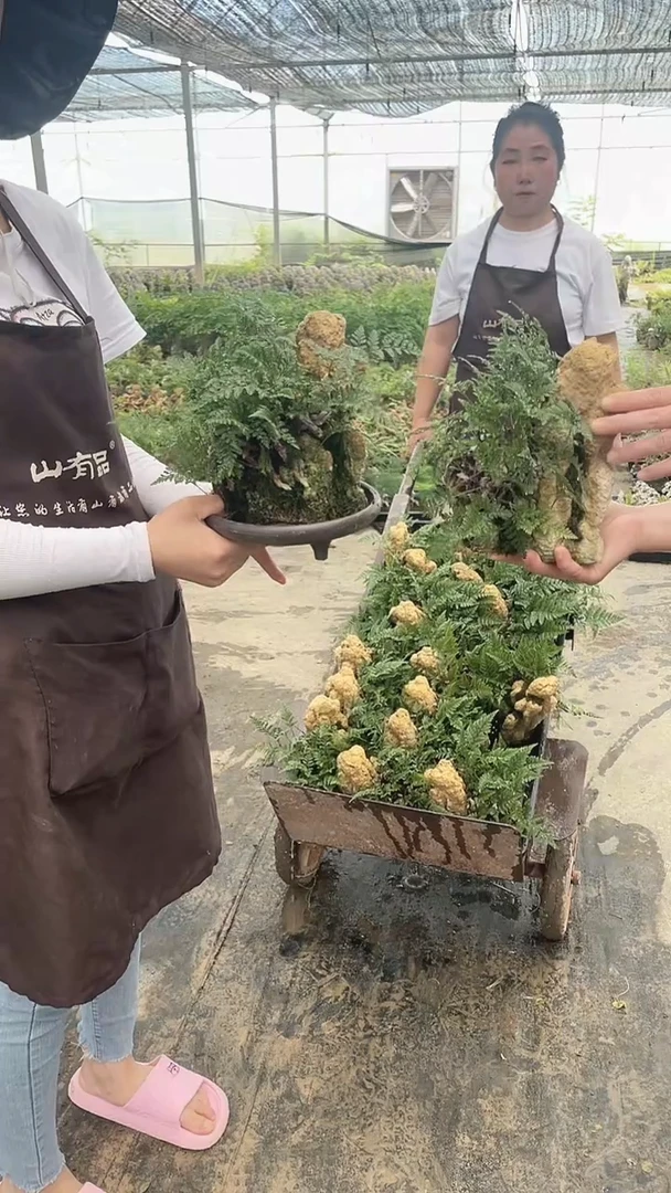 无花朵S02黄色假山狼尾蕨