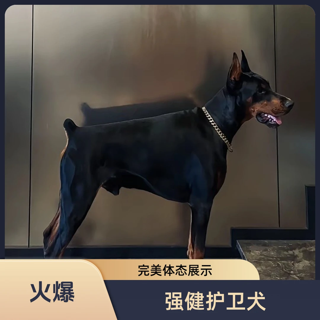 纯种杜宾犬双血统护卫犬德系美系迷你笃宾幼犬宠物狗