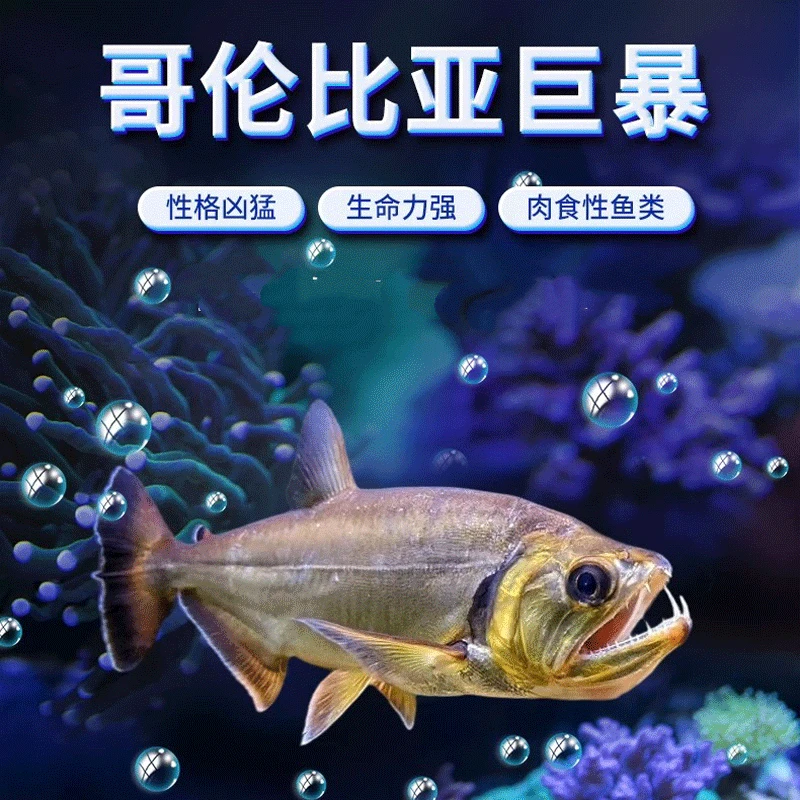 巨暴牙鱼大型猛鱼加拉辛观赏鱼热带观赏鱼