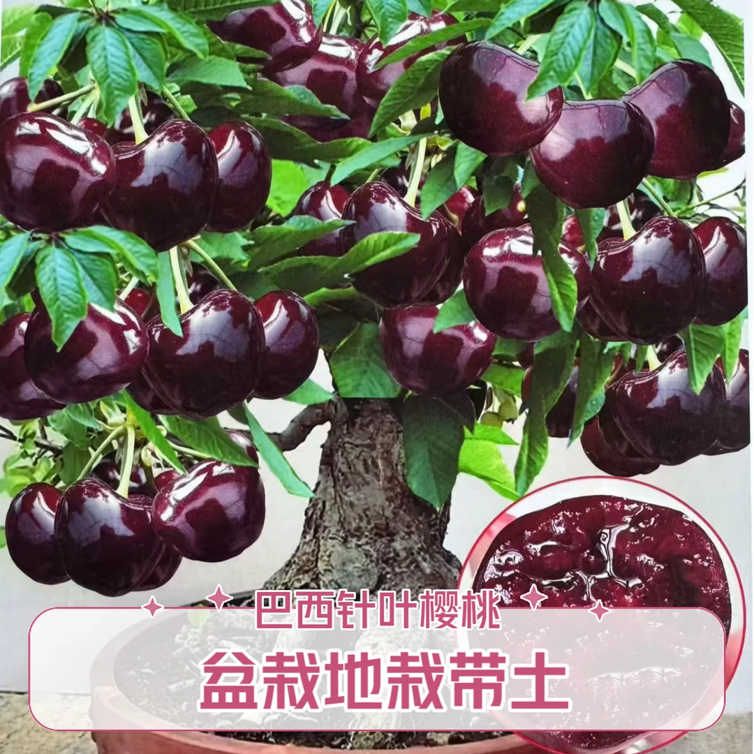 新品【巴西针叶樱桃】盆栽地栽南北方种植带花芽当年结果阳台庭院种