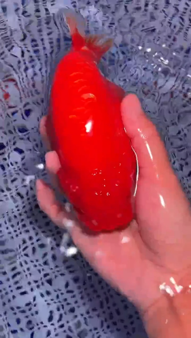 金鱼（运费到付，马印灯下展示）福州追鱼兰寿金鱼