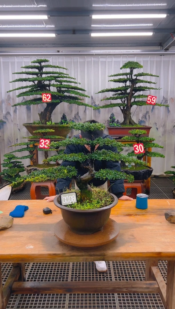 无花朵精品盆景直播间一物一拍