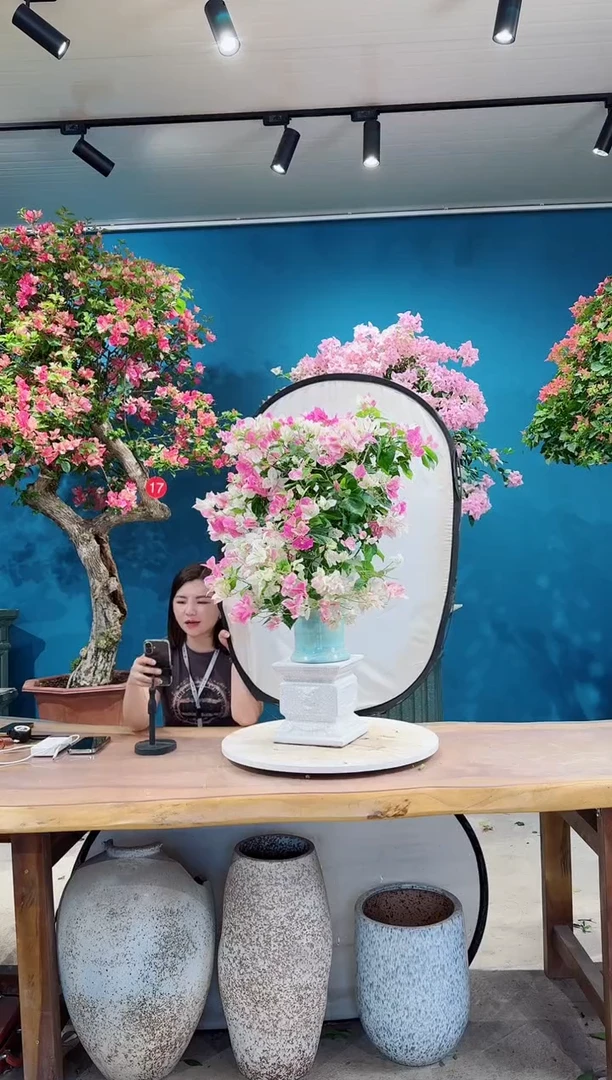 全部花朵漳红樱三角梅