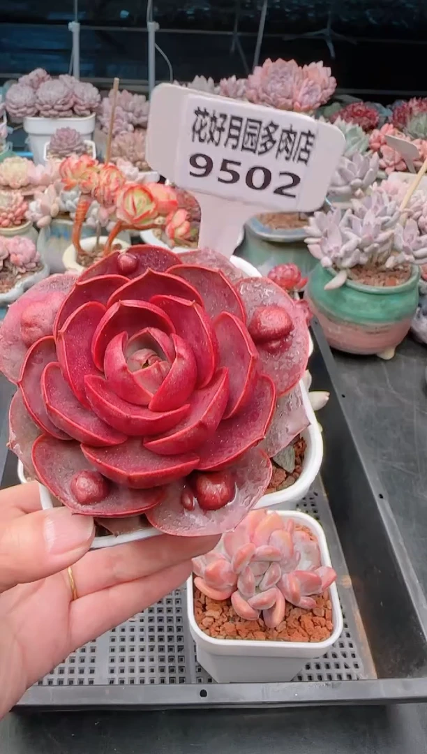 【闪购商品】9502.