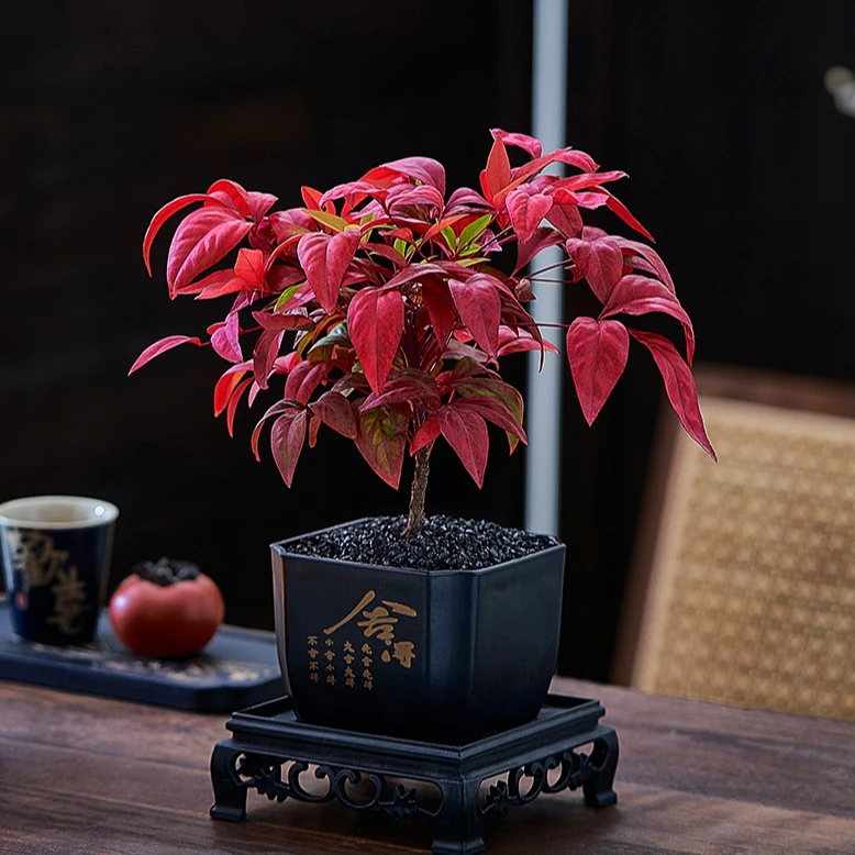 中国红年宵花火焰南天竹盆栽 盆景好养绿植禅意植物空气好