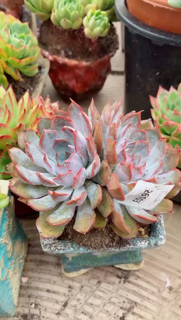 香****）26103多肉植物一物一拍