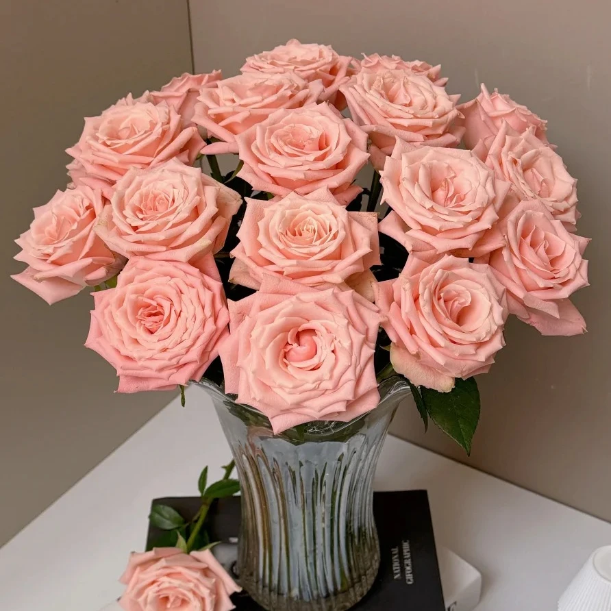 【月亮花圃】单头（杏仁奶糖）玫瑰  1单普通快递，2单以上顺丰冷链