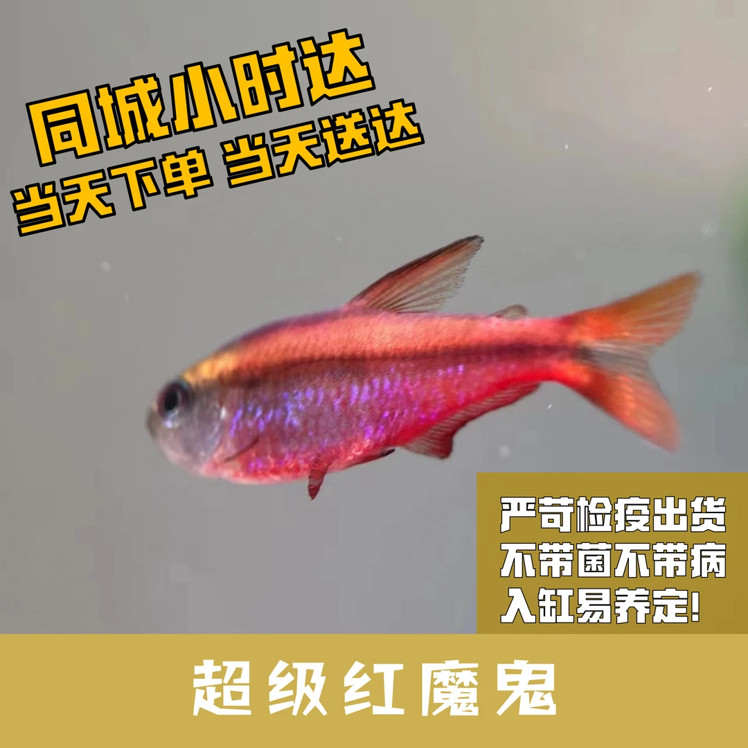 Boo小鱼超级红魔鬼小型灯科鱼