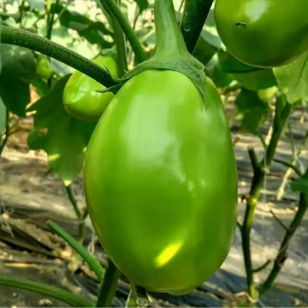 河南特产新鲜青茄子农家自种蔬菜现摘现发
