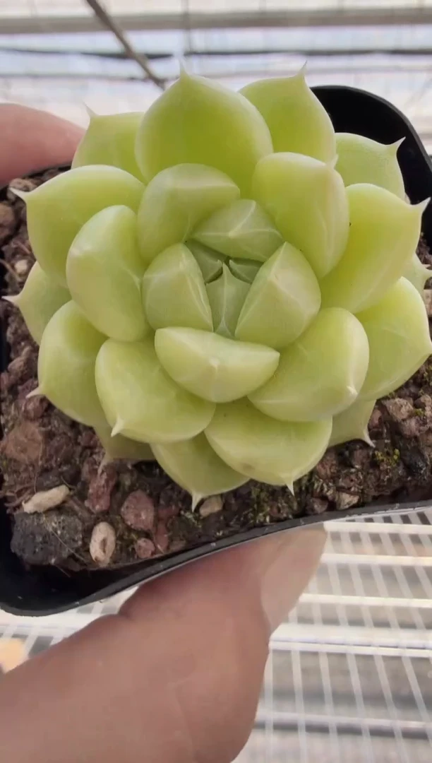 东云多肉园新款-101