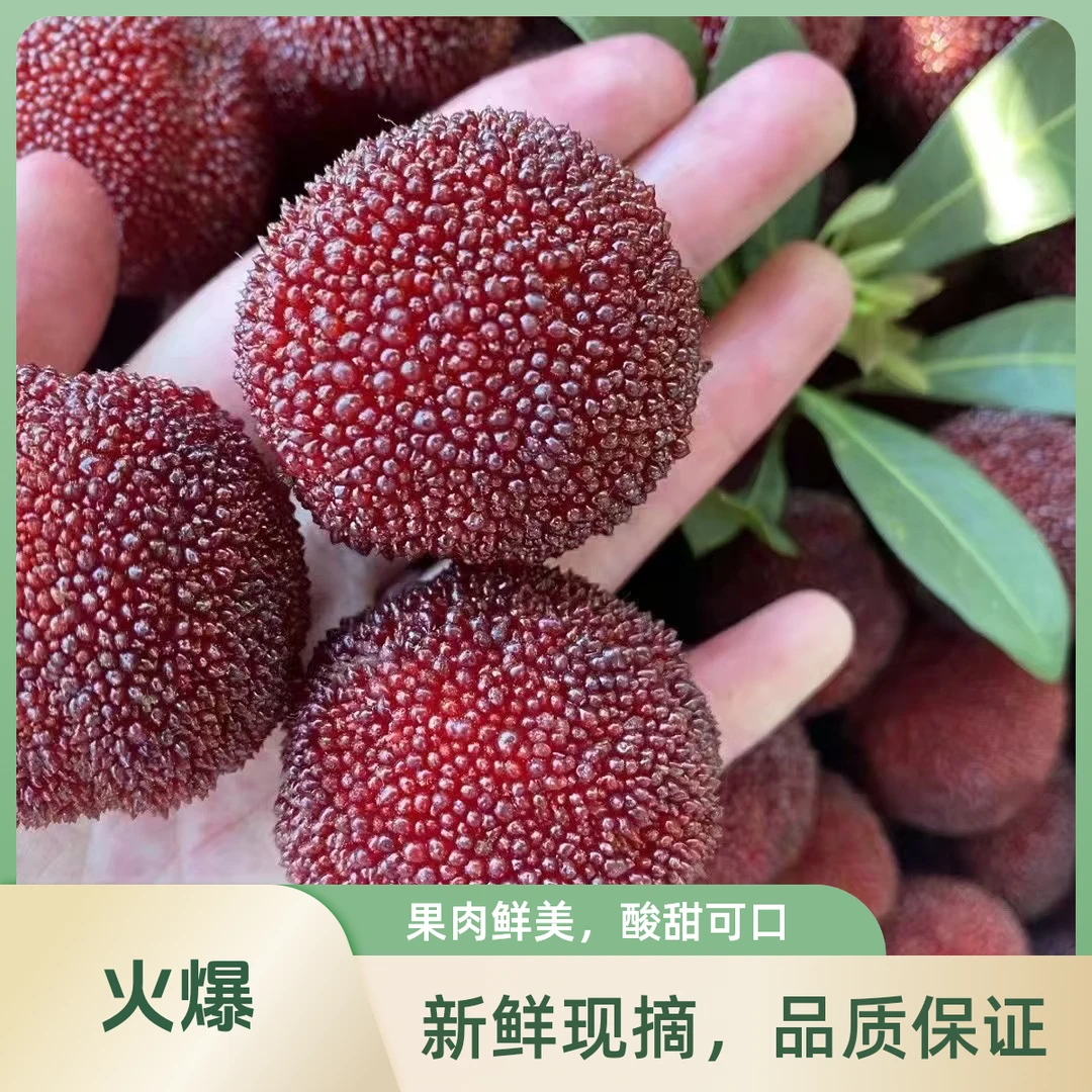 【今天拍 明天到“浮力款”浙江仙居高山东魁杨梅】新鲜现摘正宗当季孕妇宝宝水果超甜整箱杨梅同城送浙江省