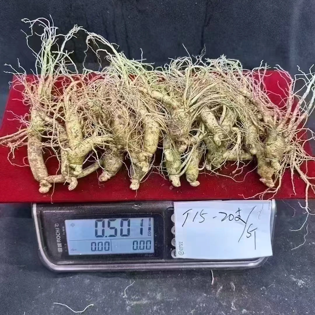 特价一斤20根左右顺丰包邮长白山种植新鲜带土人参长白山鲜人参