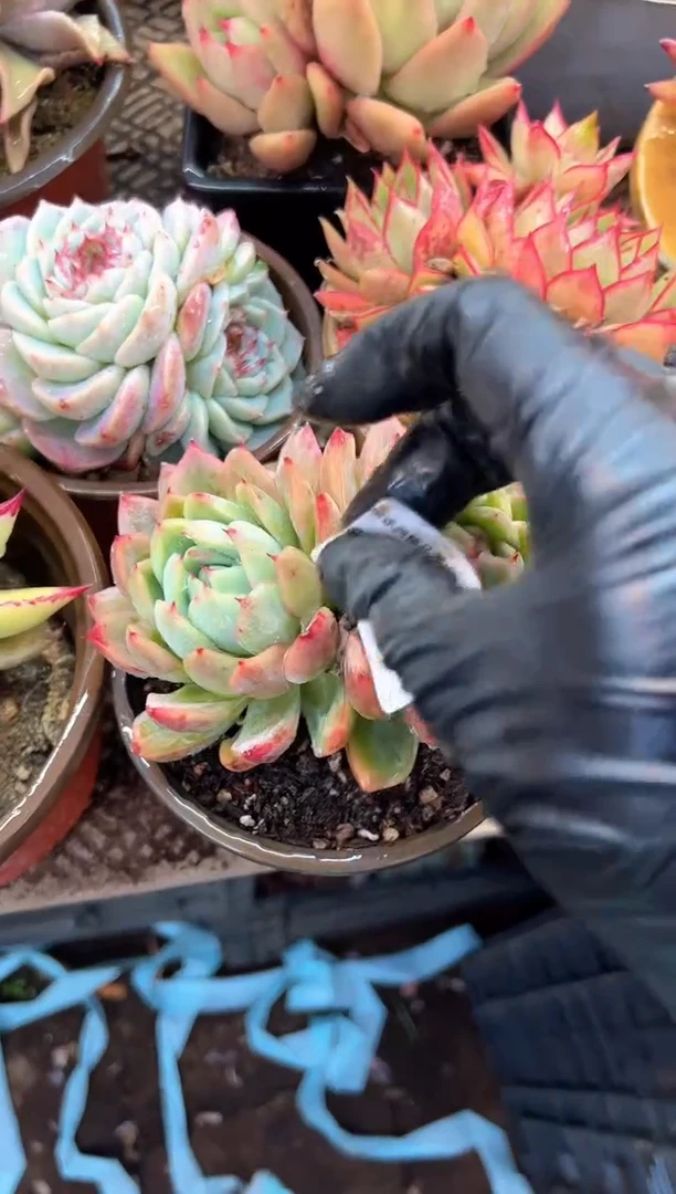 ?****?多肉植物一物一拍21403