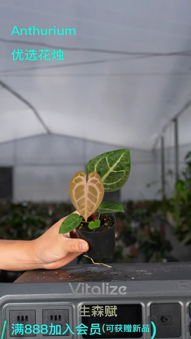 完全开放粉柠檬杂16号 目前不银