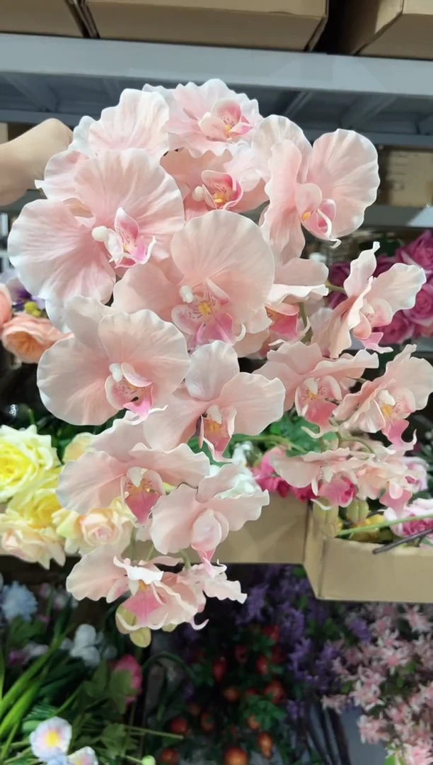 2枝粉色9头蝴蝶兰