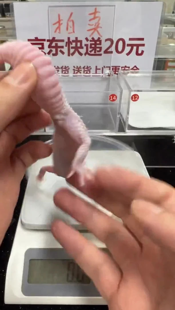 豹纹守宫0000000000000000