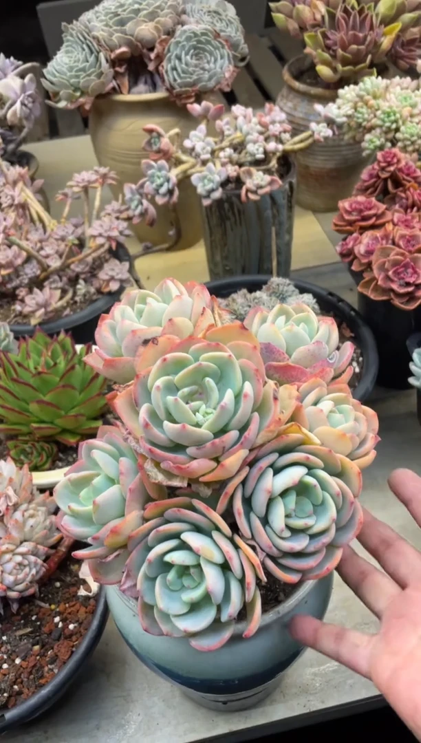 【闪购商品】120白月光