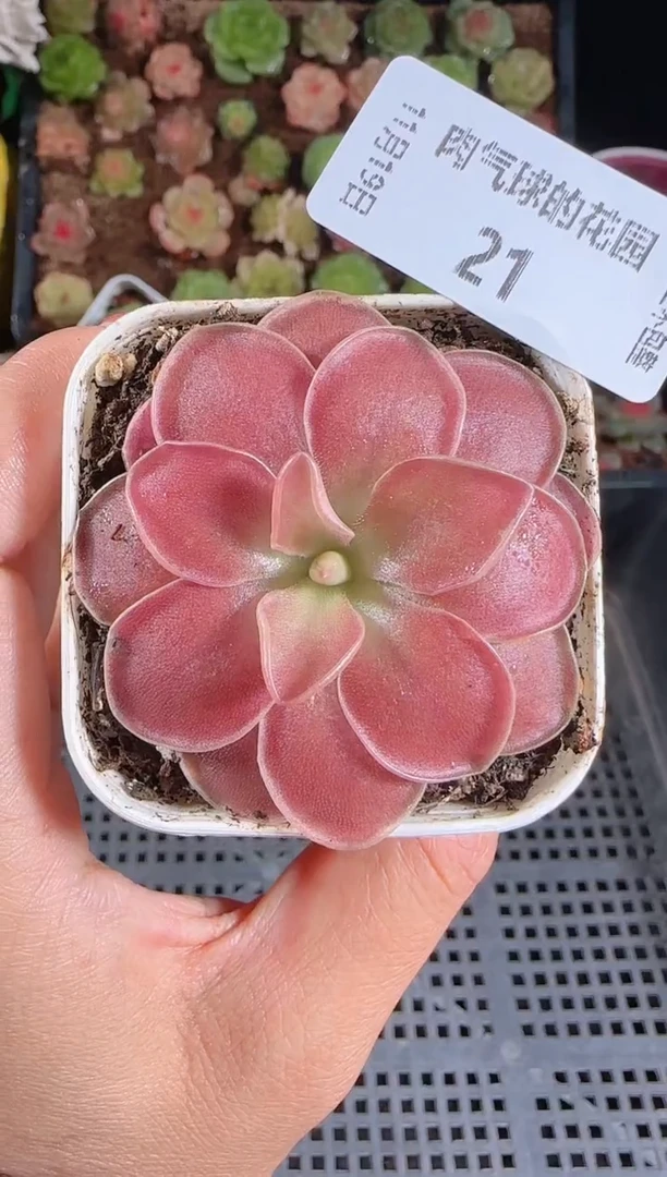 1119-21捕虫堇群生不包整
