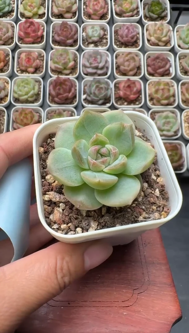 193S带盆土发 当场拍3颗以上包柚 多肉植物 一物一拍