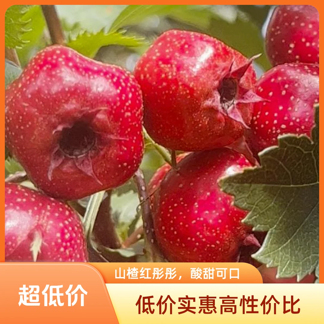 新鲜山楂果特级果自然成熟酸甜可口可做糖葫芦原料
