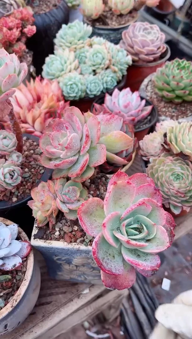 【闪购商品】07263