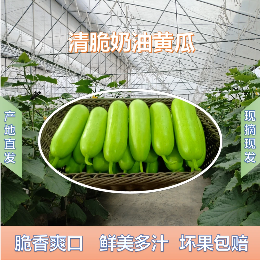 产地直发新鲜现摘现发奶油小黄瓜脆嫩爽口清香无刺可代餐即食