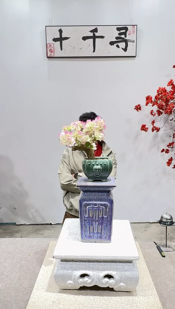 完全开放绿樱三角梅