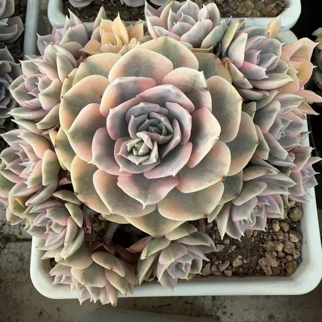 鲁氏锦整桩无砍大群（13cm）脱土金先生精品多肉