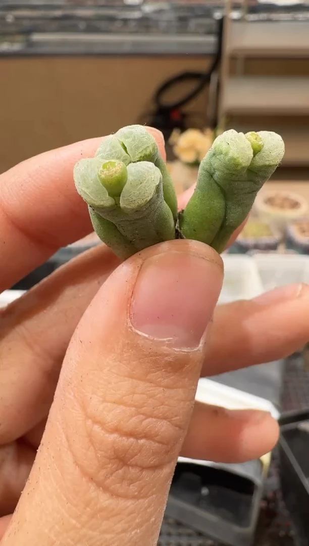 30-38多肉植物肉锥