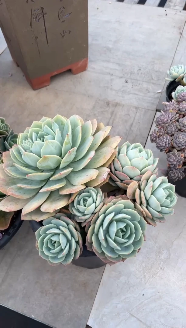 【闪购商品】32恋曲