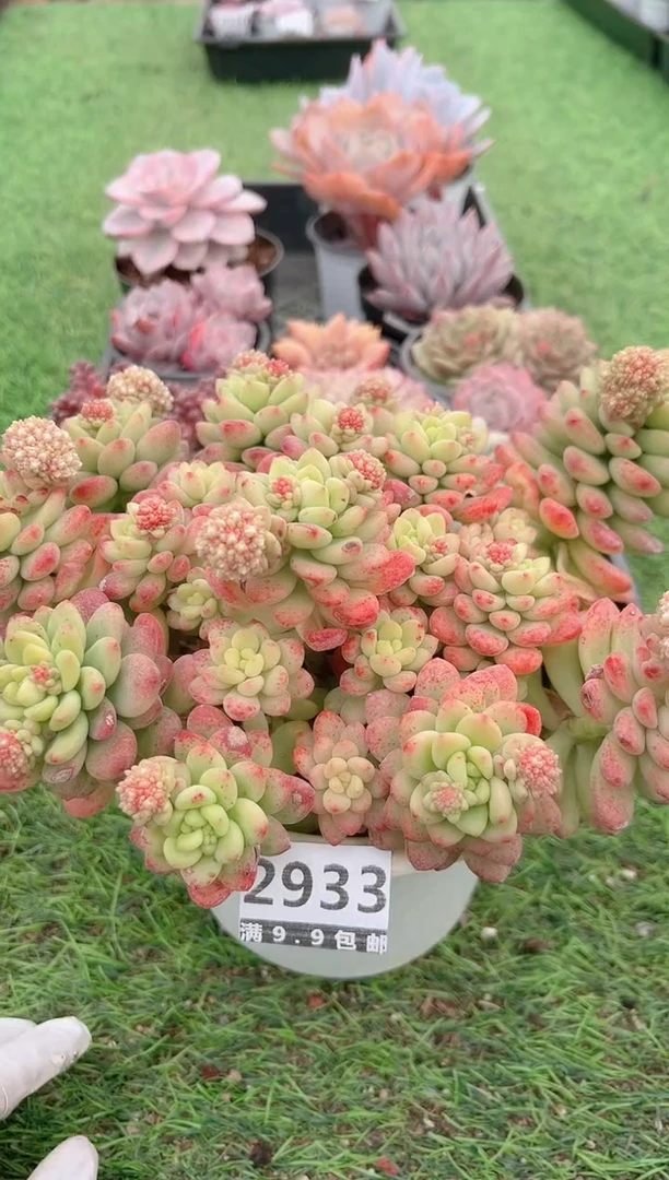 【闪购商品】信福多肉一物一拍