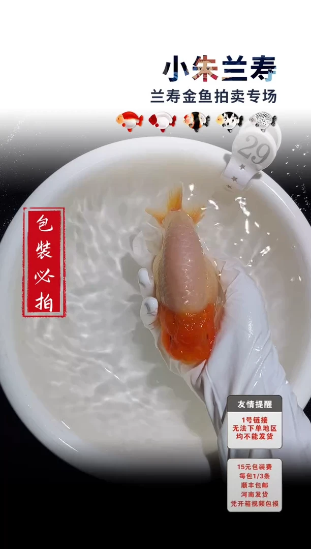 金鱼包装必拍未拍顺丰到付29号