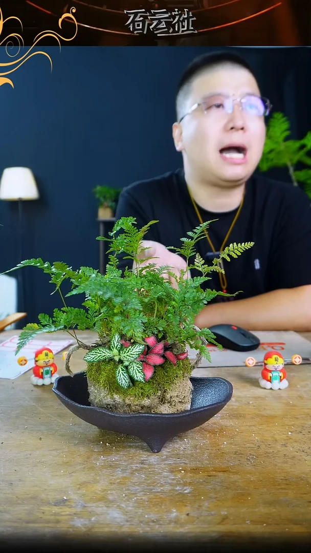 石云社一物一拍组合盆栽39