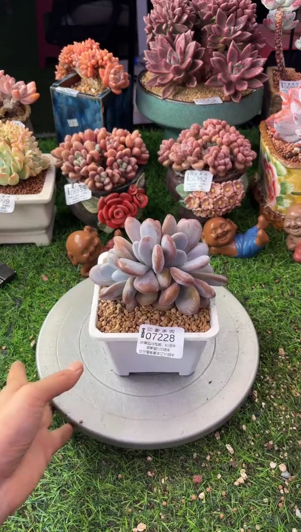 昆明印象多肉07228