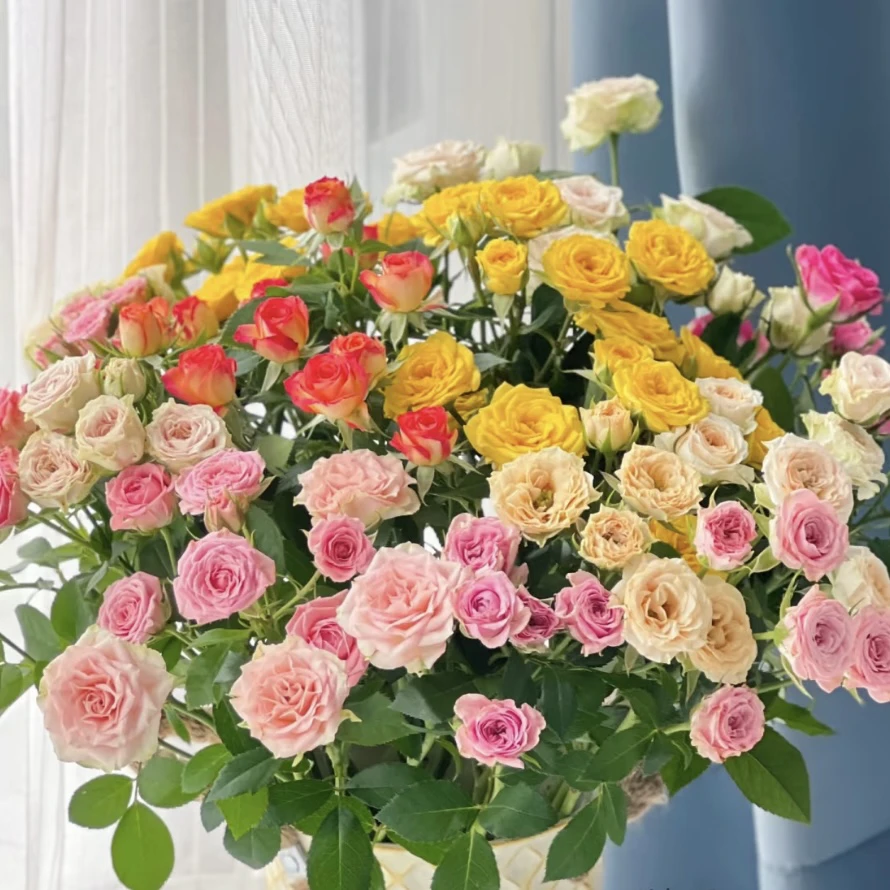 [小雨专属]A级彩拼多头玫瑰鲜花