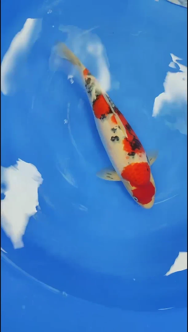 锦鲤【9.8】海港直播间竞拍不包邮59