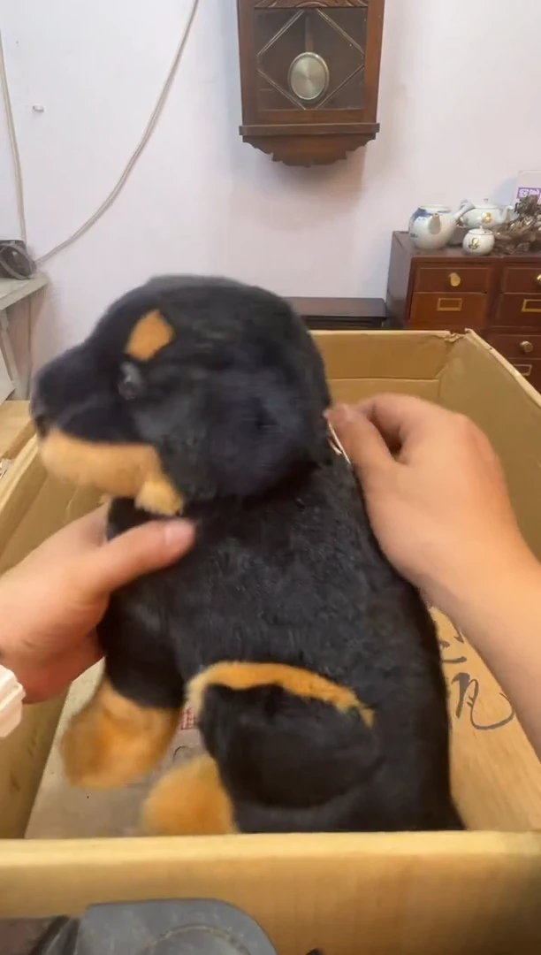 紫砂111111111辉哥中古满30包邮