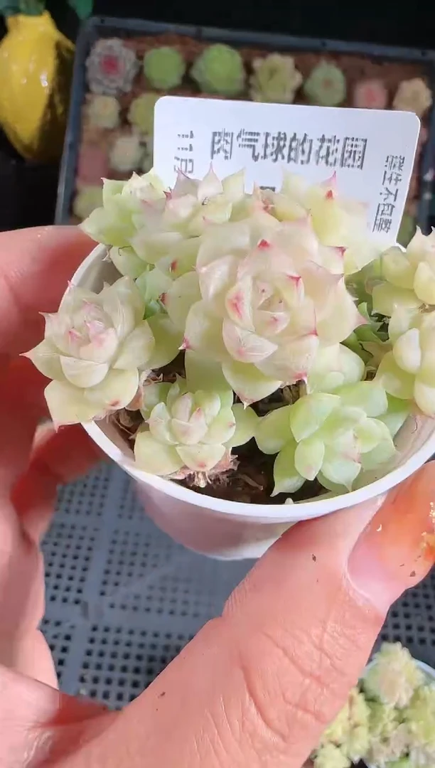 1122-796群生不包整