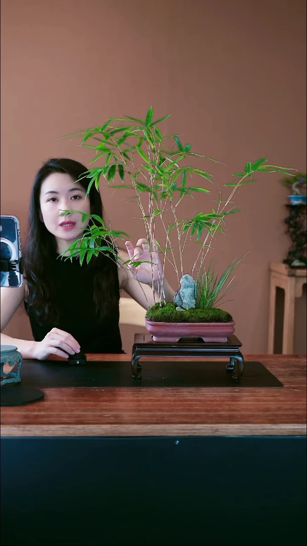 无花朵红观音竹盆景