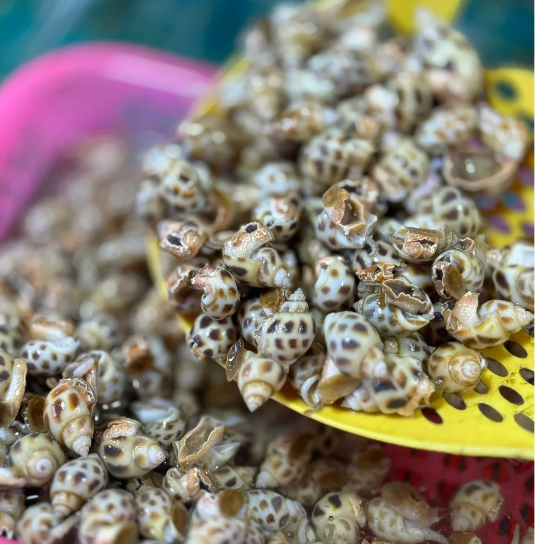 【同城配送】花螺海鲜500g花螺同城送