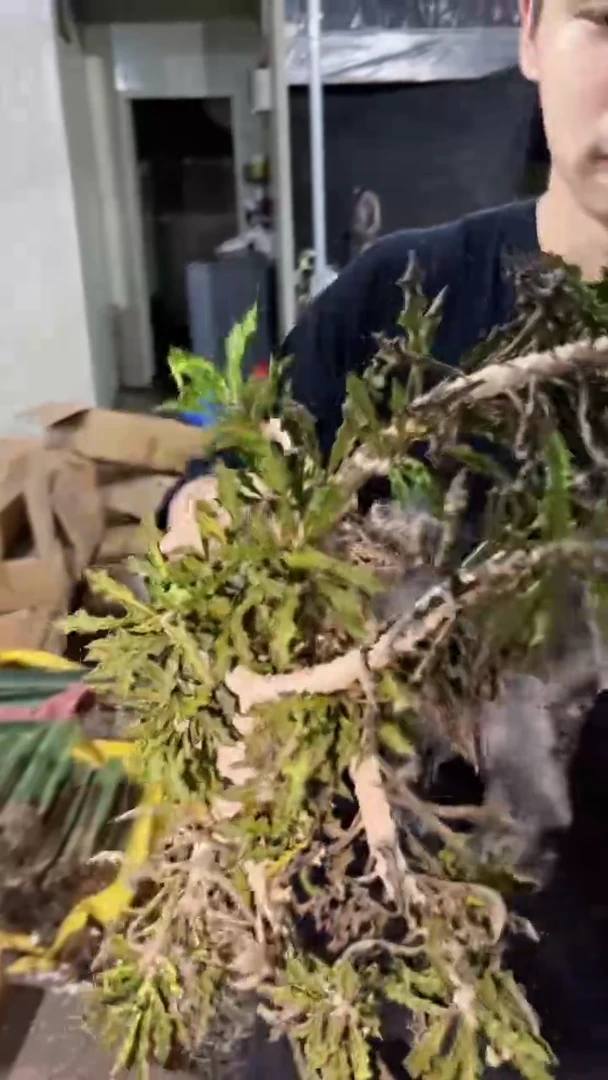 昼夜  麒麟【带根】