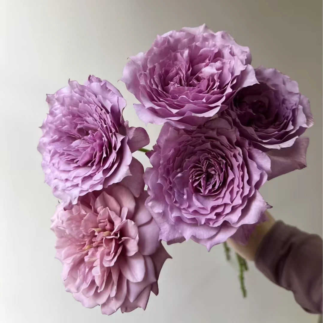 【风之夜】四季大花灌木